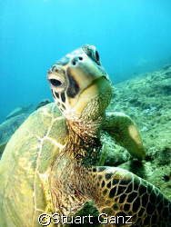 Dude...

Green Sea turtle. Taken on Oahu's North Shore
... by Stuart Ganz 